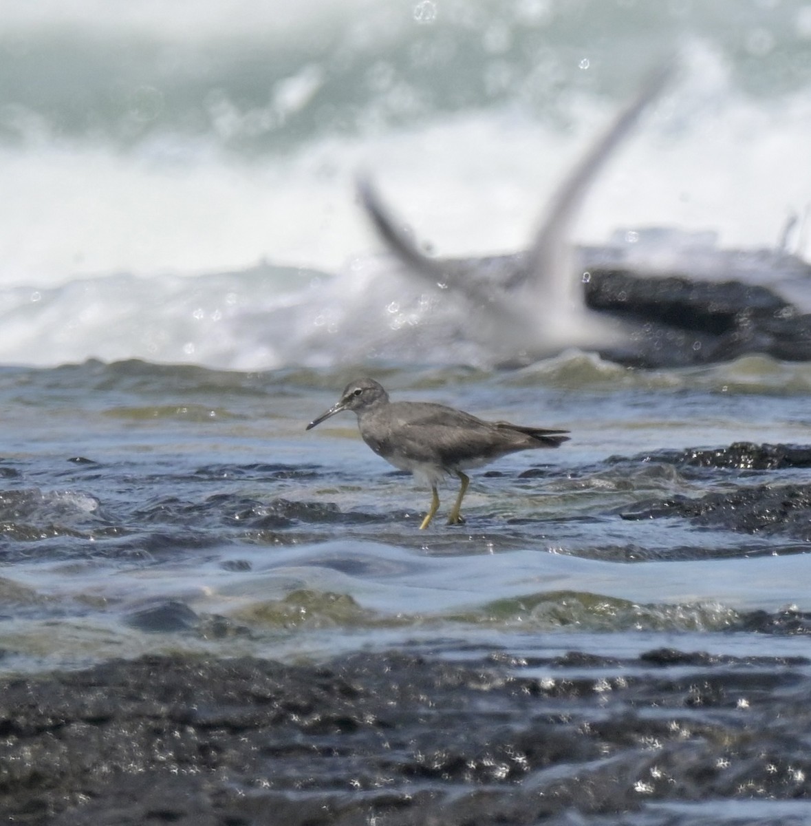 Wandering Tattler - ML612436409
