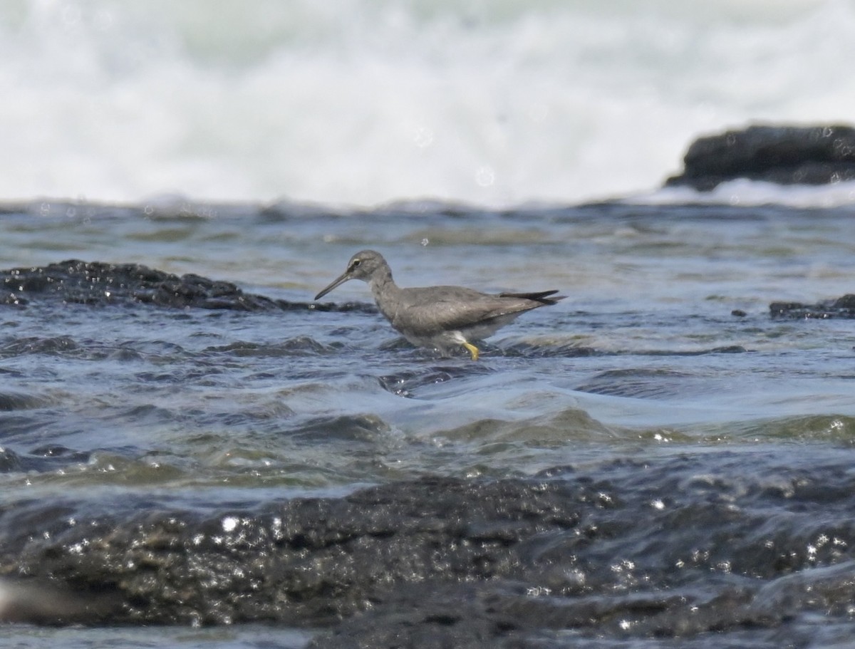 Wandering Tattler - ML612436410