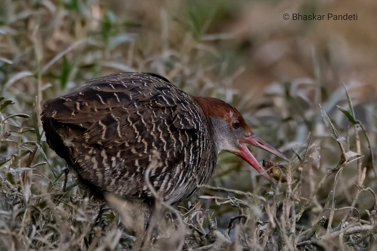 Slaty-breasted Rail - ML612436447