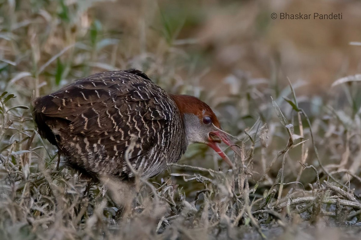 Slaty-breasted Rail - ML612436448