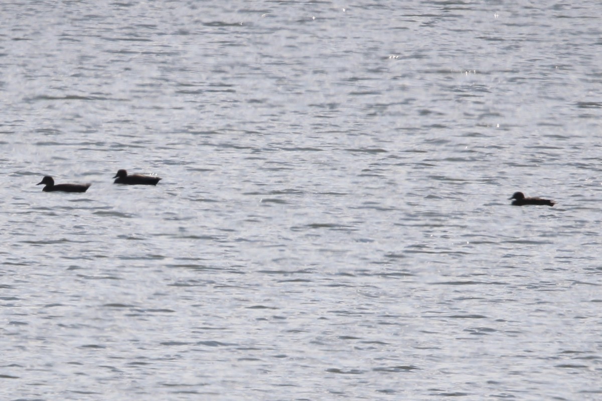 Бор нугас - ML612436598