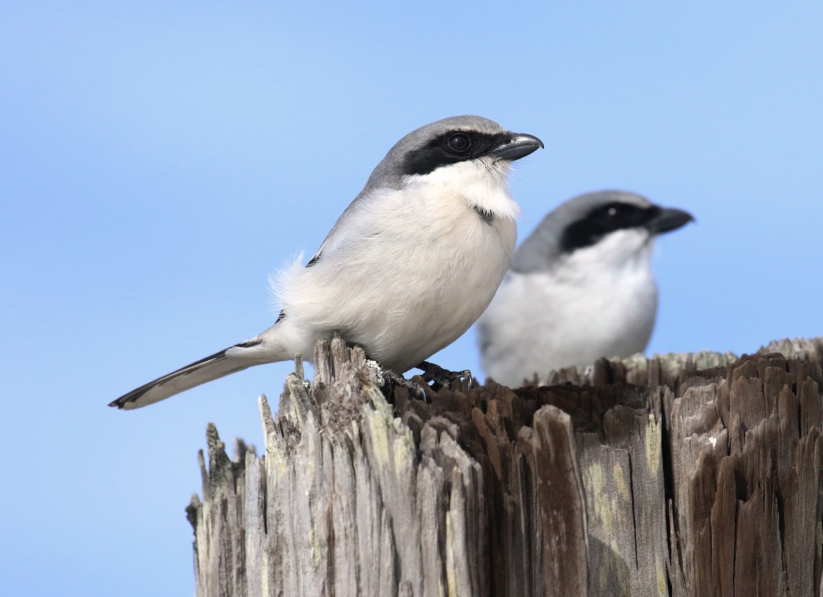 Loggerhead Shrike - John Deitsch