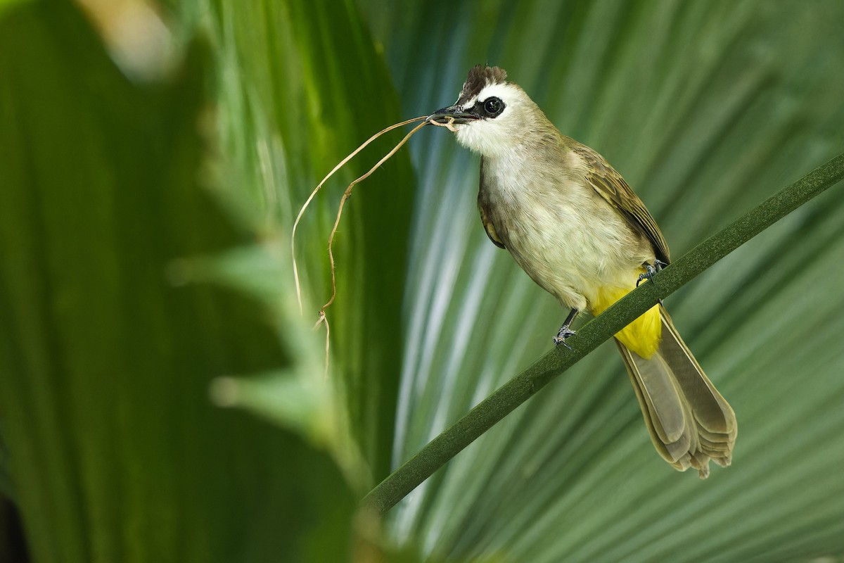 Yellow-vented Bulbul - ML612436776