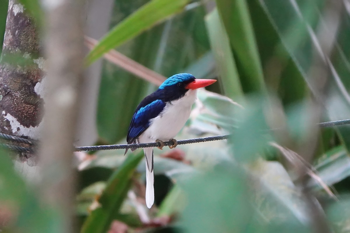 Common Paradise-Kingfisher - ML612436828