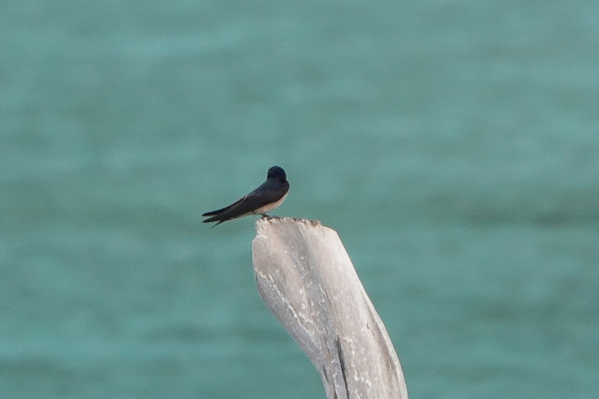 Barn Swallow - Paula Crockett