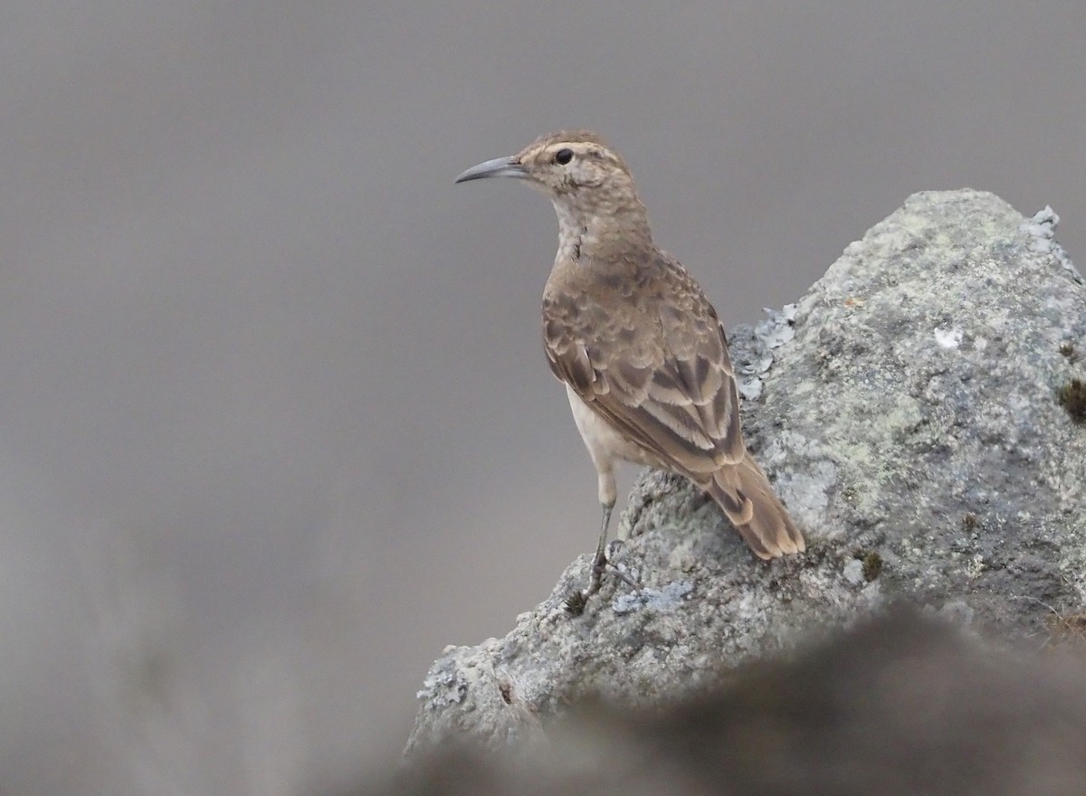 Thick-billed Miner - ML612436869