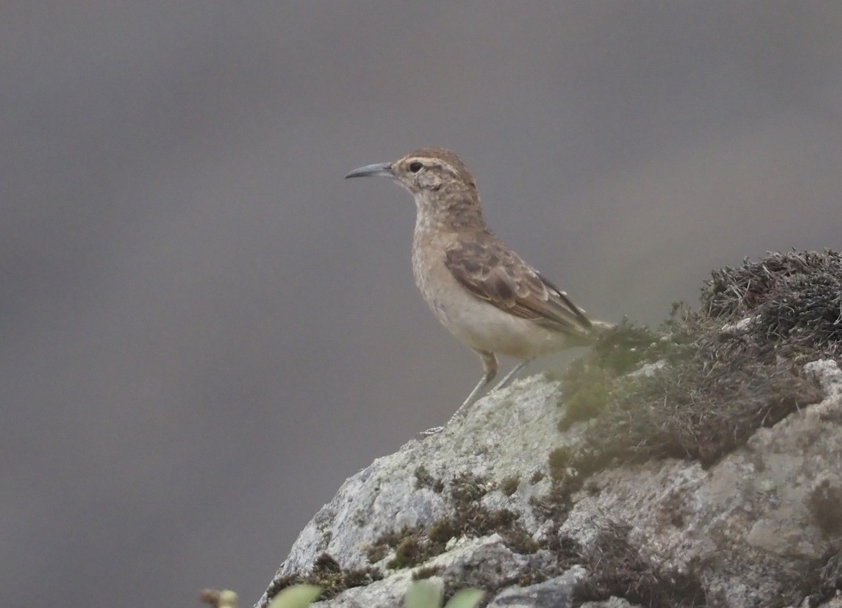 Thick-billed Miner - ML612436890