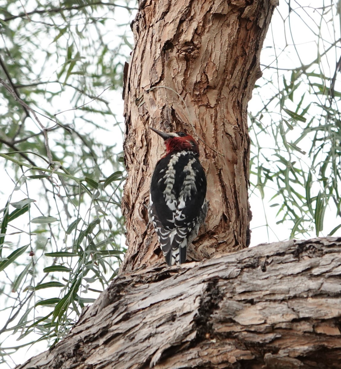 Red-breasted Sapsucker - ML612436892