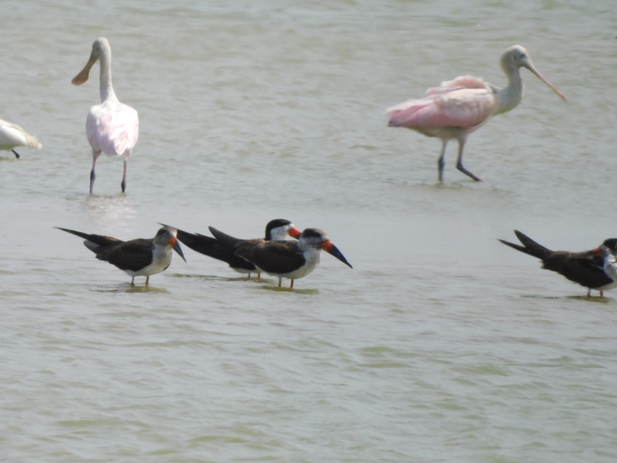 Black Skimmer - Igor Lazo - CORBIDI/COAP/PAU