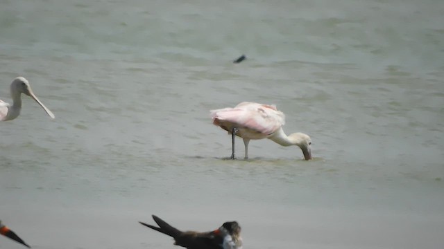 Roseate Spoonbill - ML612436941