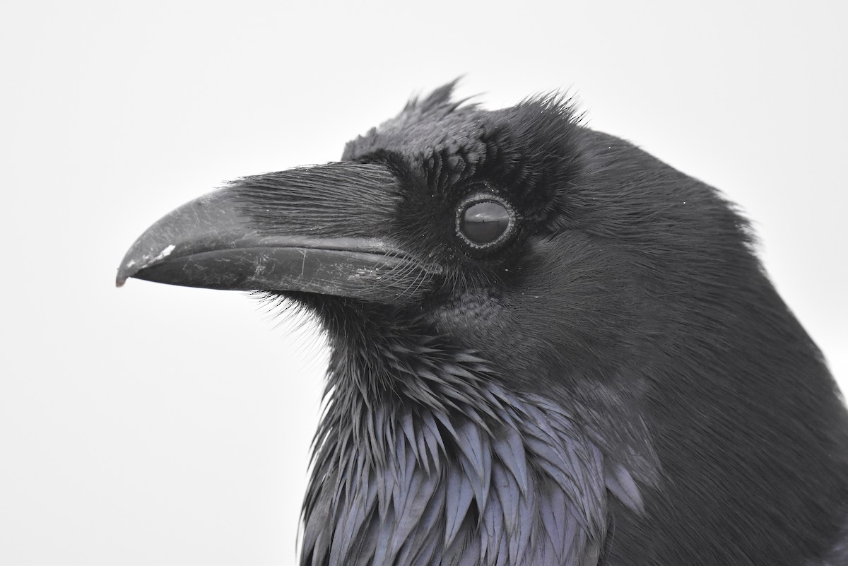 Common Raven - Naresh Satyan