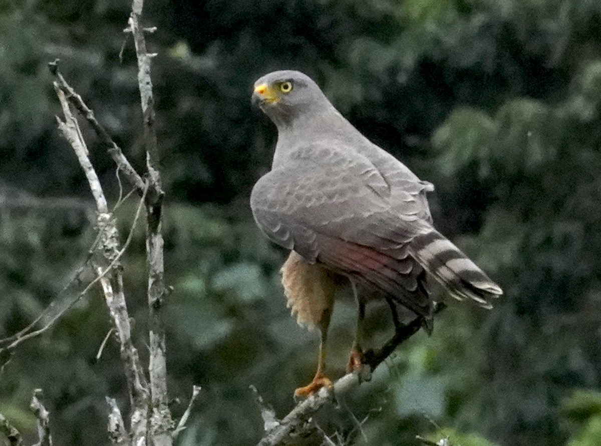 Roadside Hawk (Northern) - ML612437080