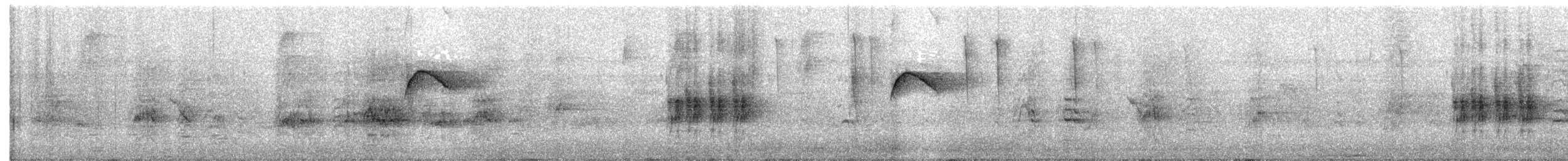 Weißstirn-Kleintyrann (zeledoni) - ML612437082