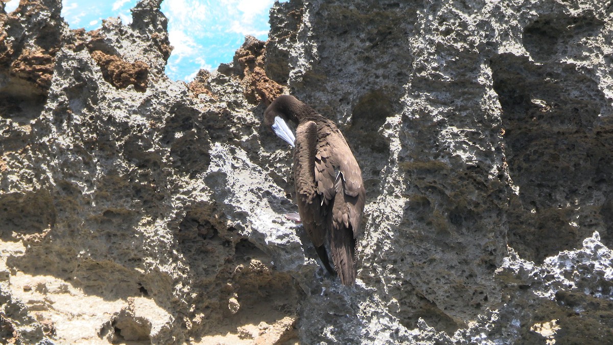 Brown Booby - ML612437138