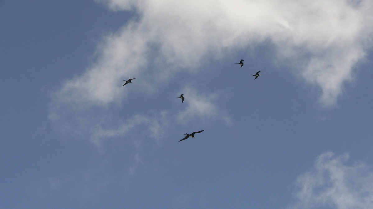 Great Frigatebird - ML612437150