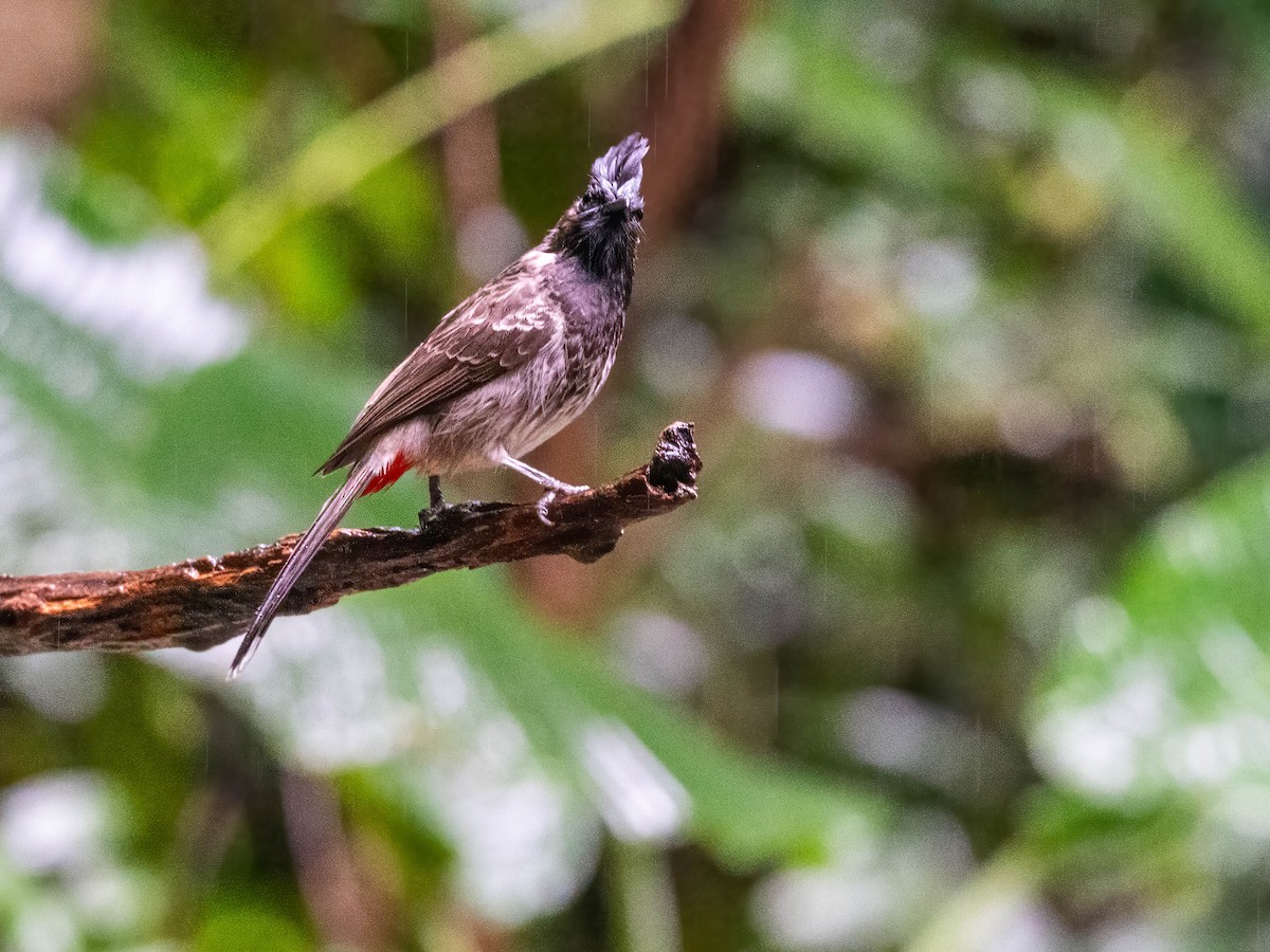 Red-vented Bulbul - ML612437204