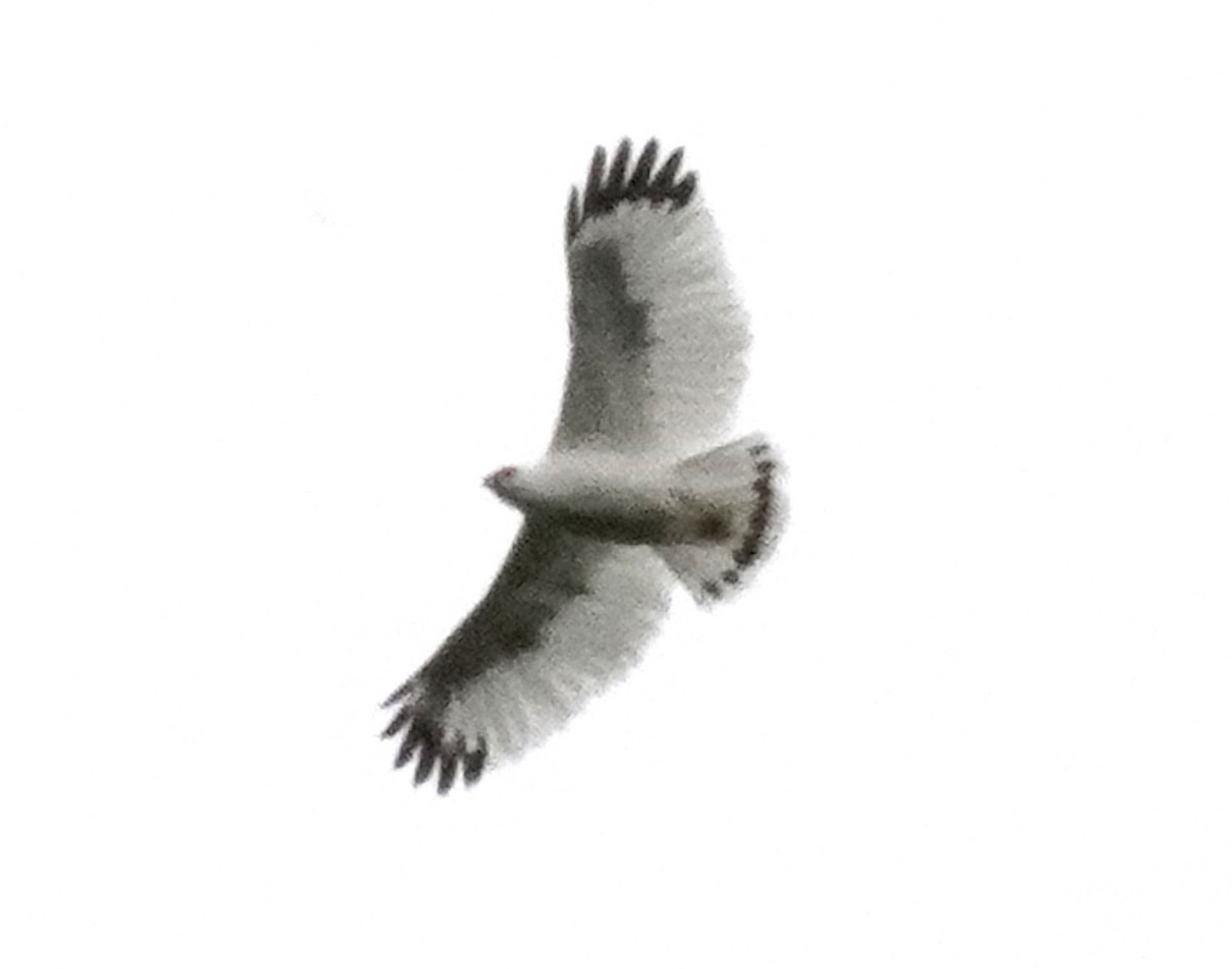 White Hawk - ML612437233