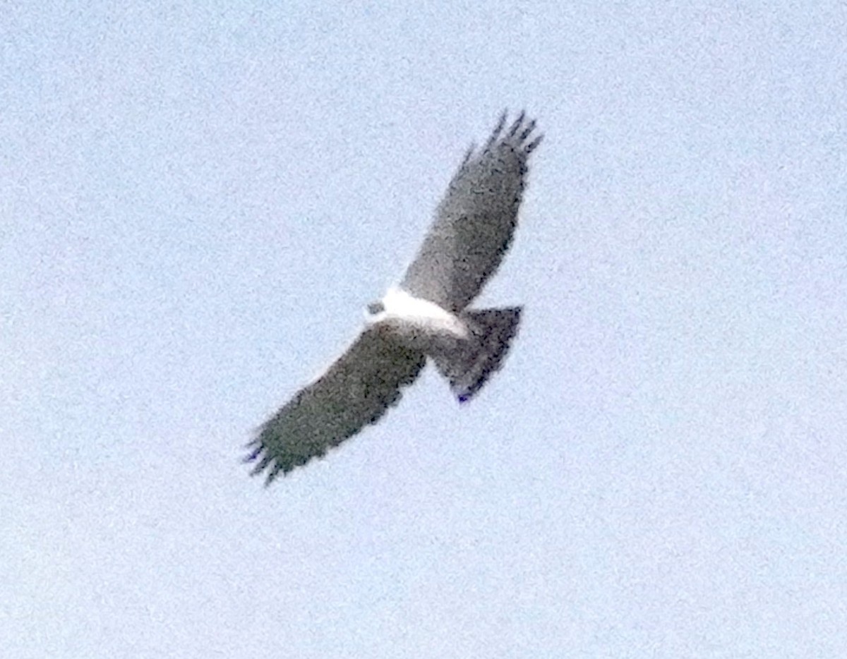 Black-and-white Hawk-Eagle - ML612437243