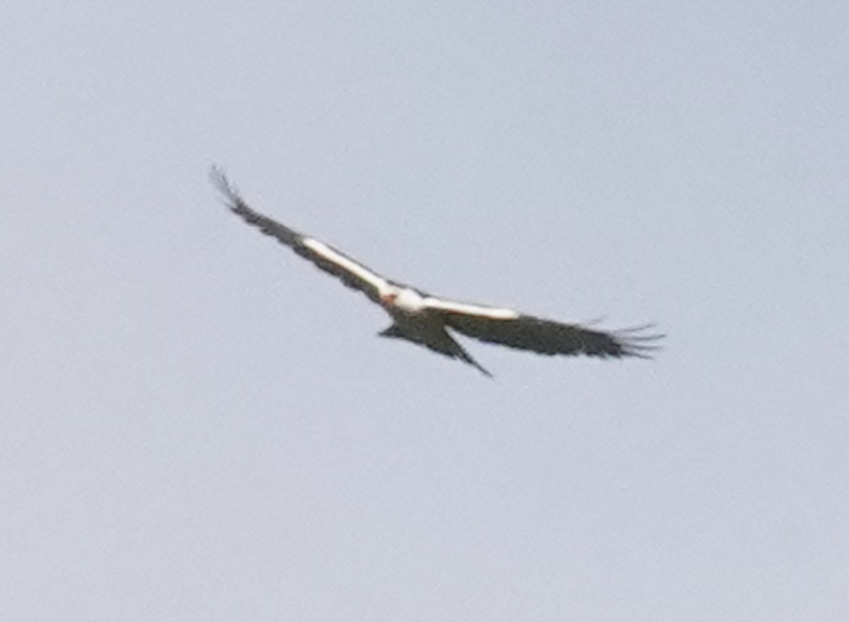 Black-and-white Hawk-Eagle - ML612437248