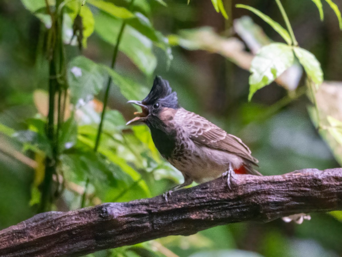 Red-vented Bulbul - ML612437259