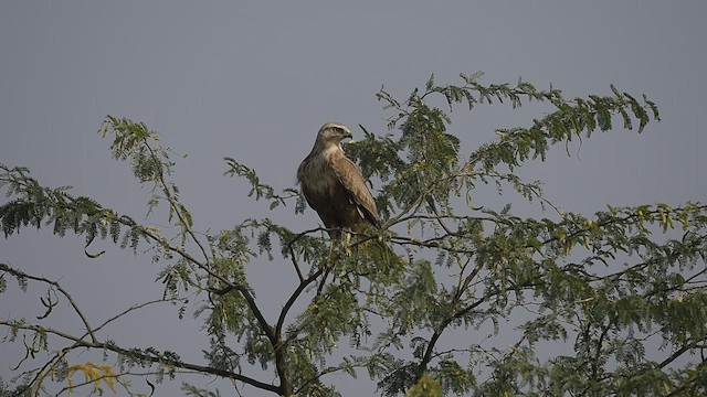 ニシオオノスリ - ML612437306