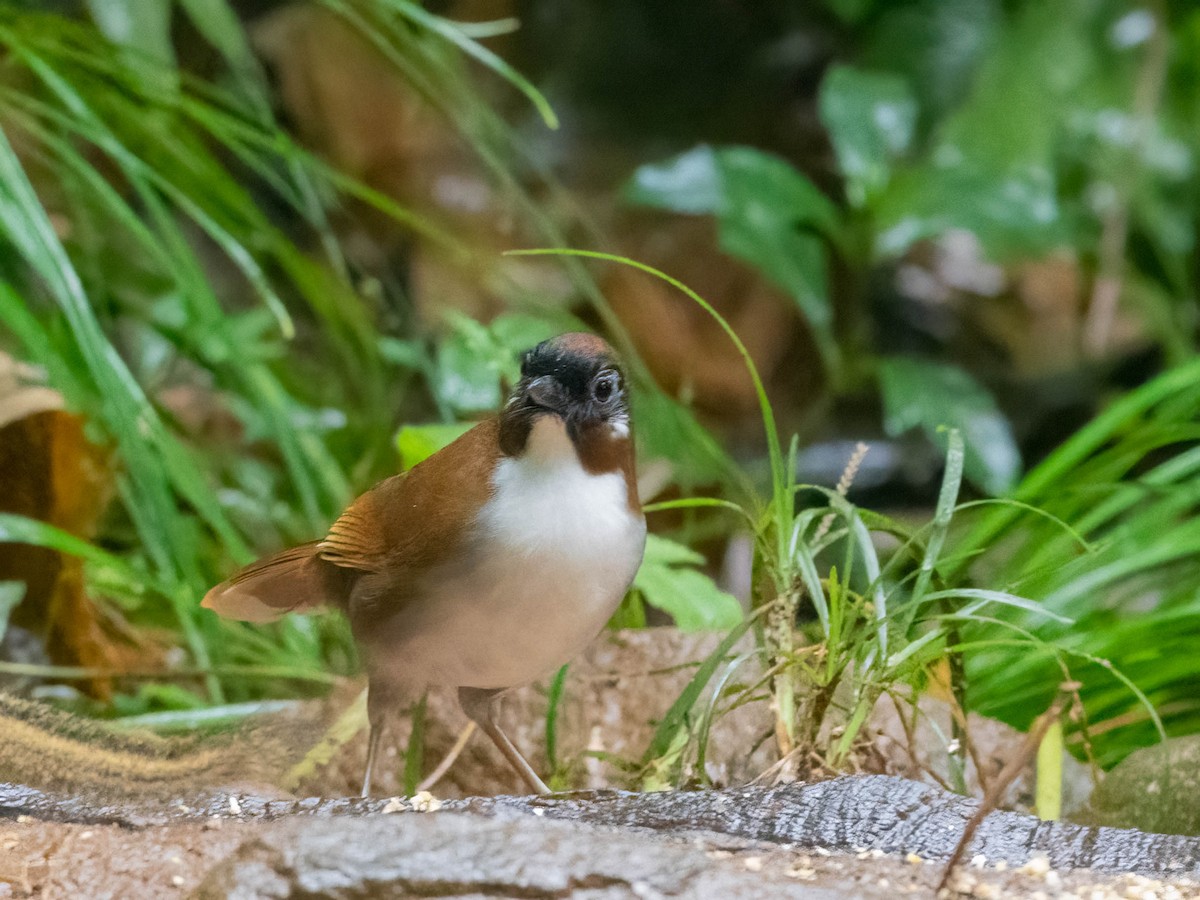 Gray-sided Laughingthrush - ML612437414