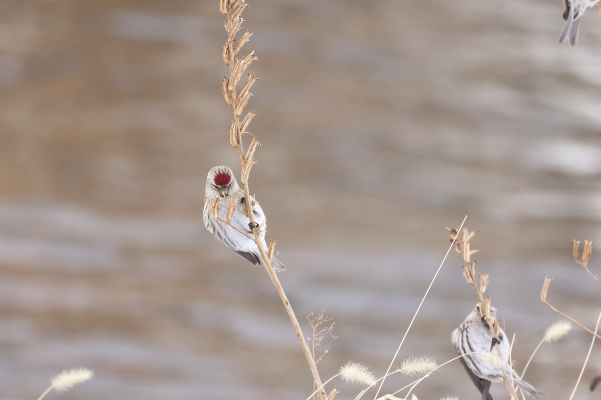 Common Redpoll - Akinori Miura