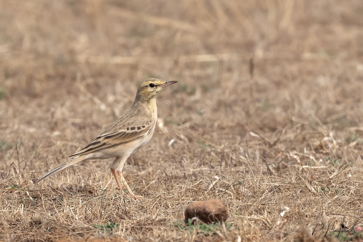 Талын шийхнүүхэй - ML612437460