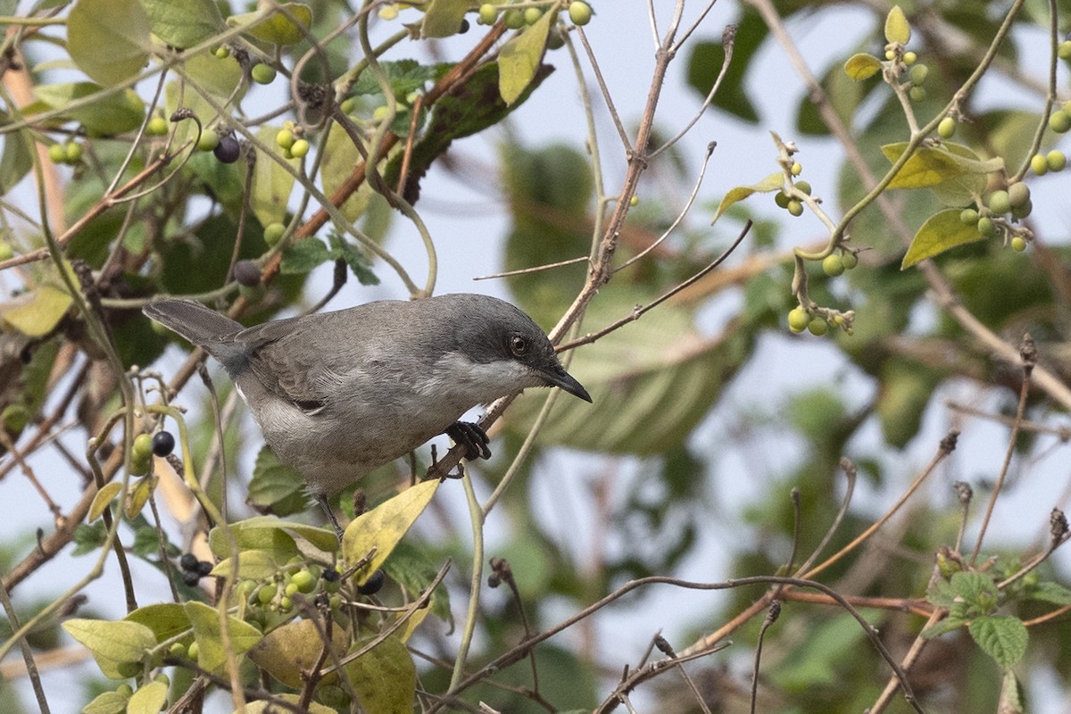 Том хошуут зэржгэнэ - ML612437465