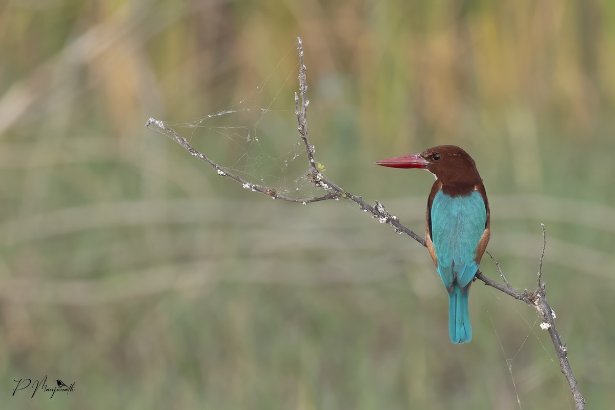 White-throated Kingfisher - ML612437497