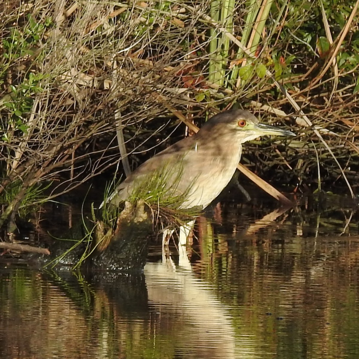 Black-crowned Night Heron - ML612437498