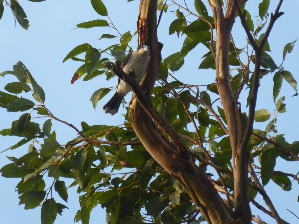 Gray Butcherbird - ML612437537