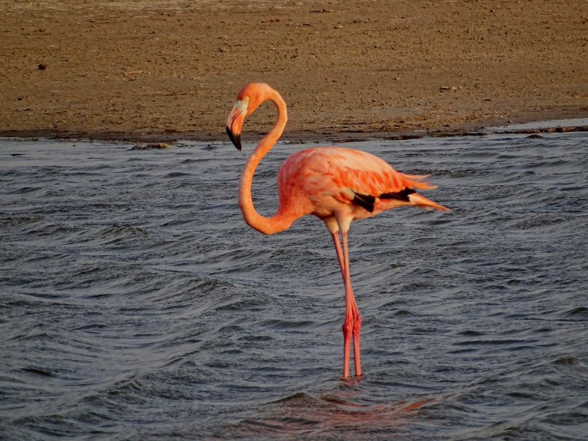 American Flamingo - ML612437547