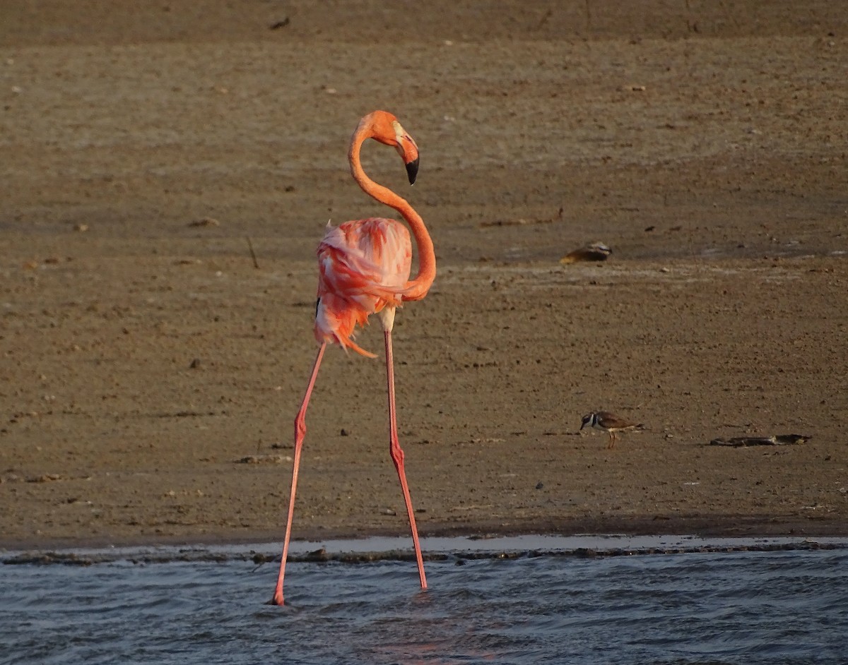 American Flamingo - ML612437553