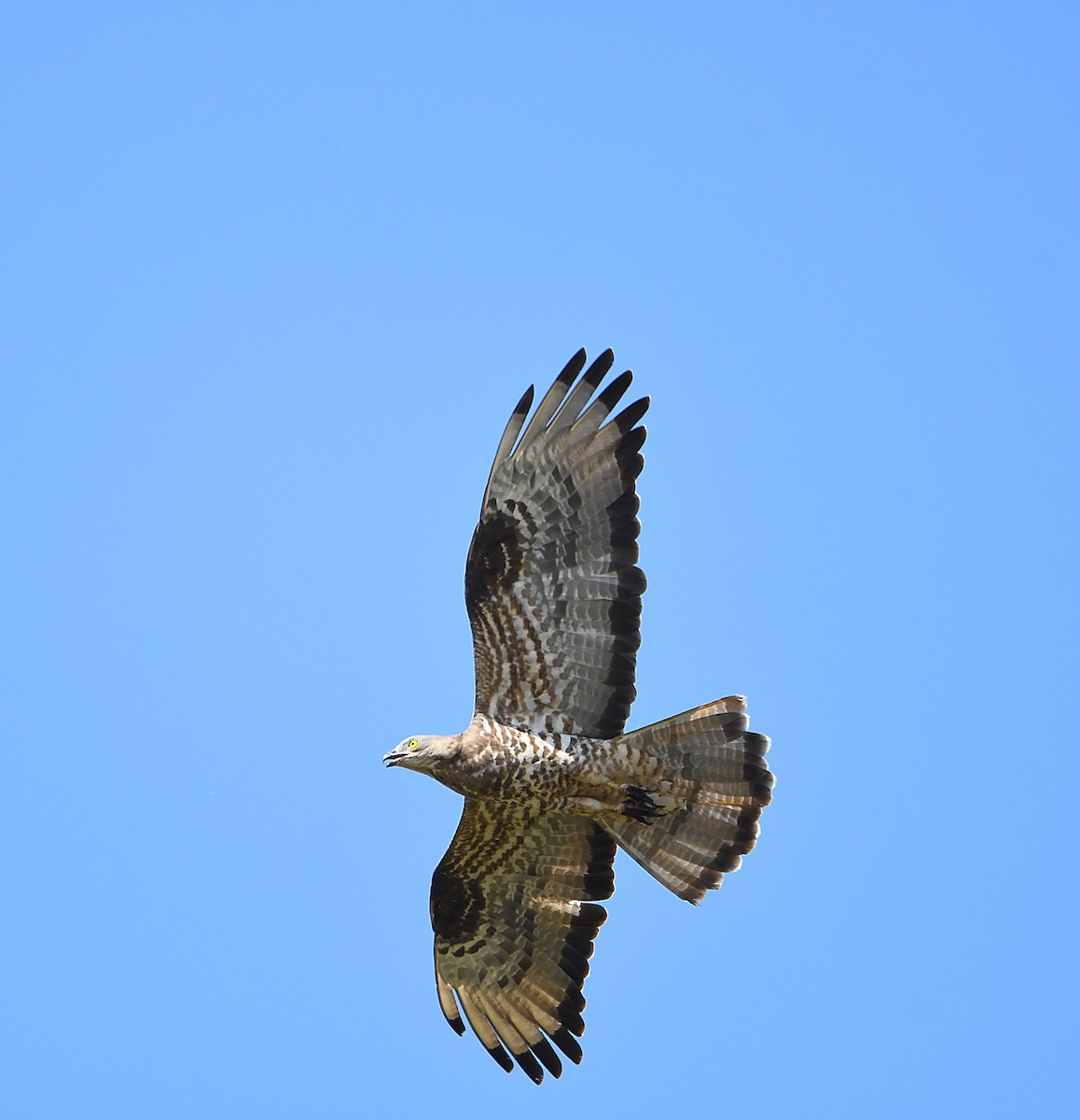 European Honey-buzzard - ML612437560