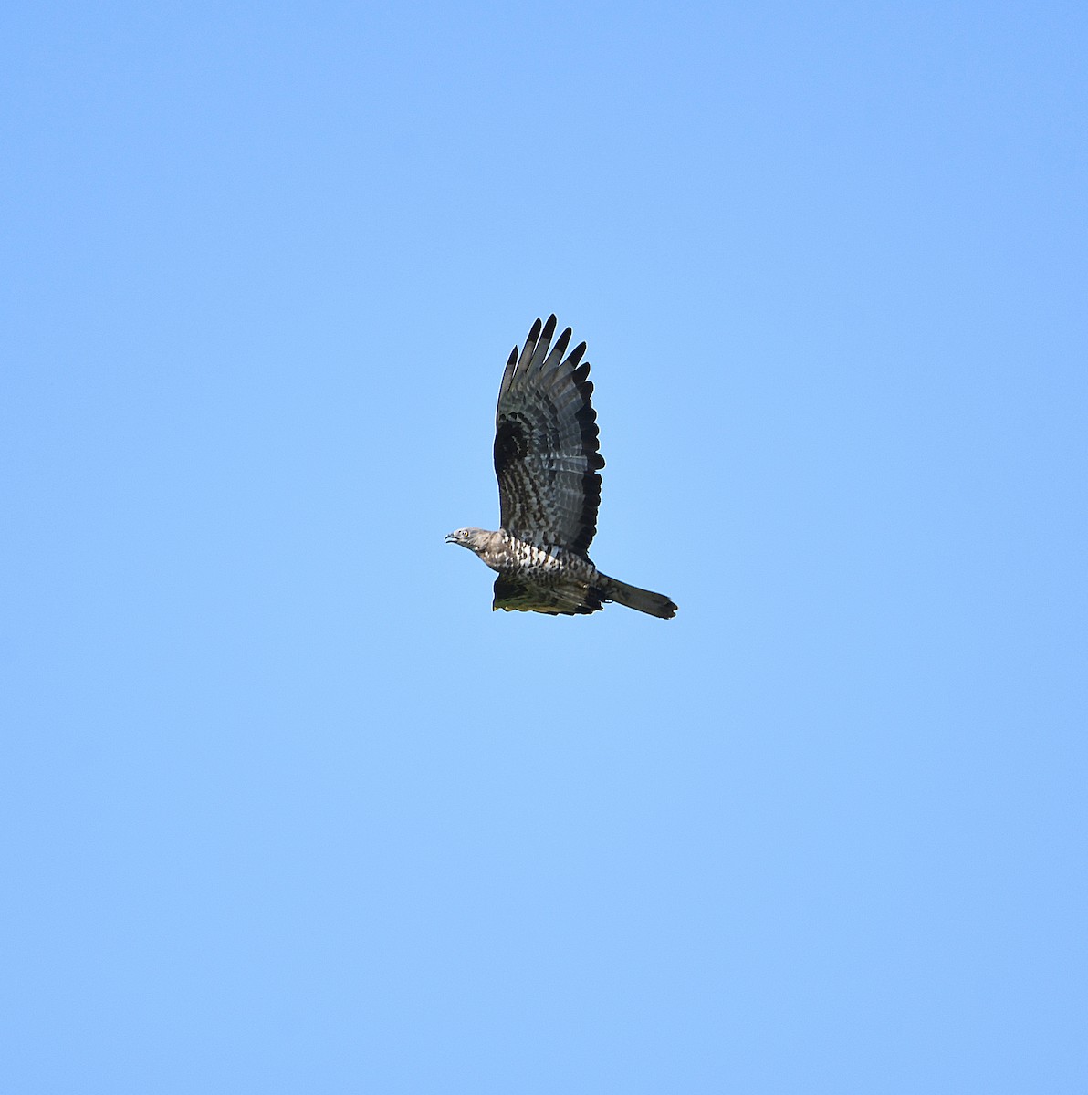 European Honey-buzzard - ML612437569