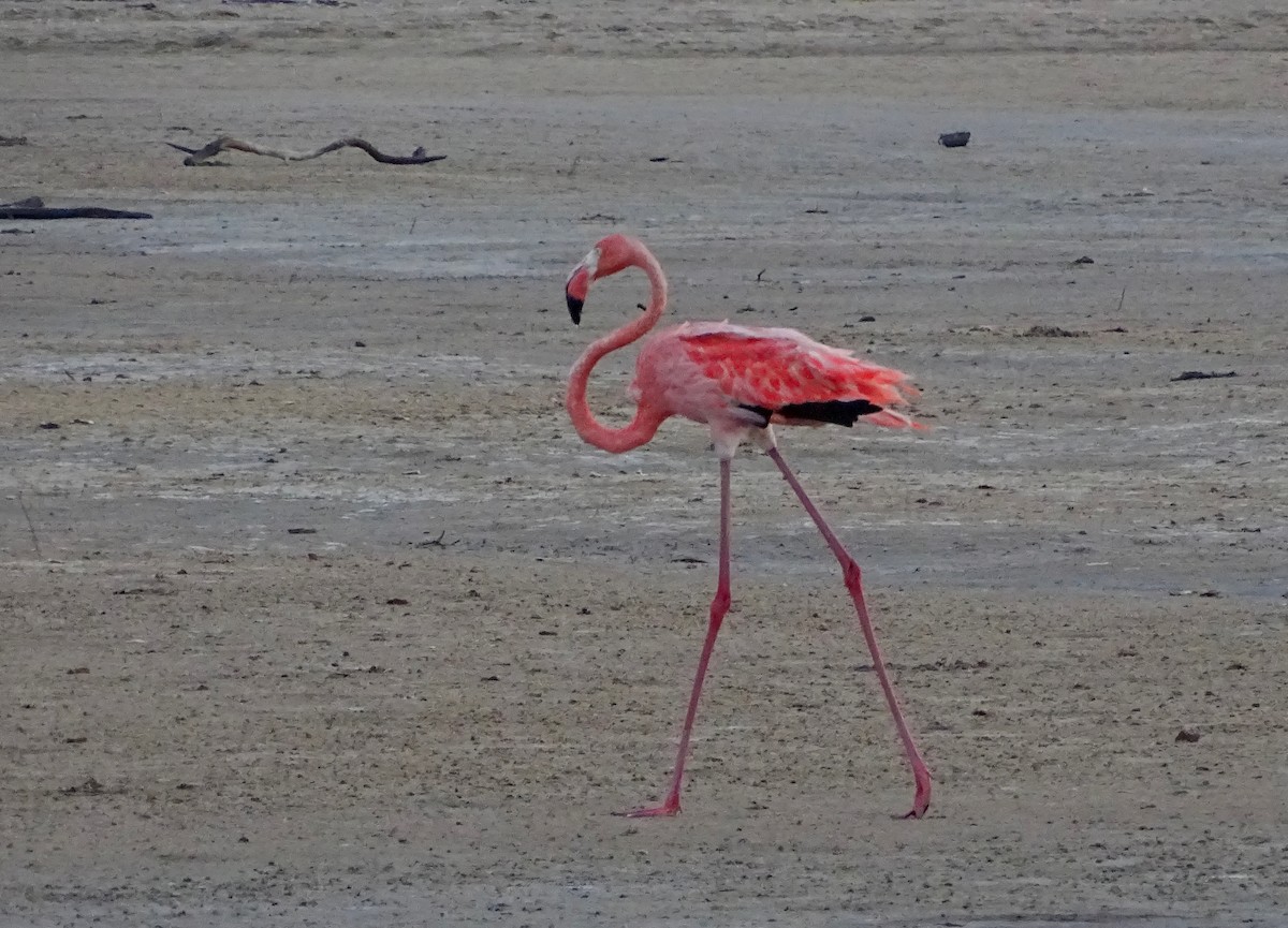 American Flamingo - ML612437577