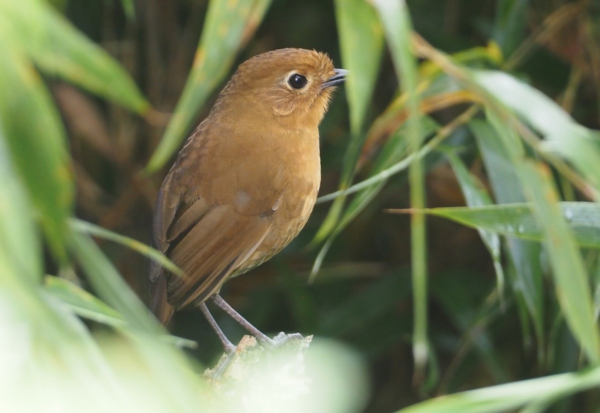 Panao Antpitta - ML612437614