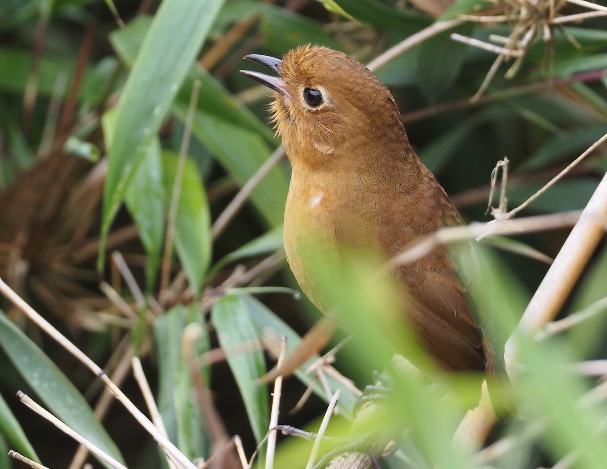 Panao Antpitta - ML612437623