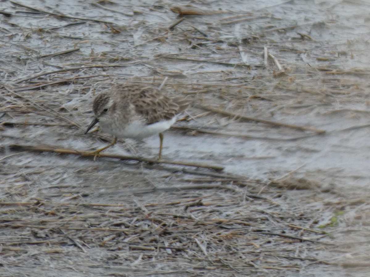 Least Sandpiper - ML612437624