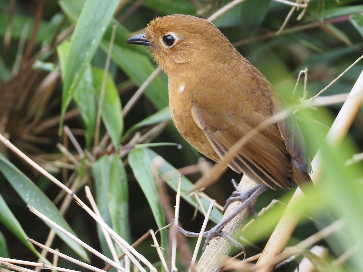 Panao Antpitta - ML612437631