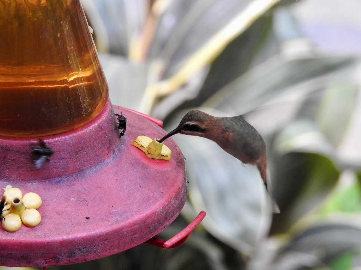 Пестрогорлый колибри-отшельник - ML612437632
