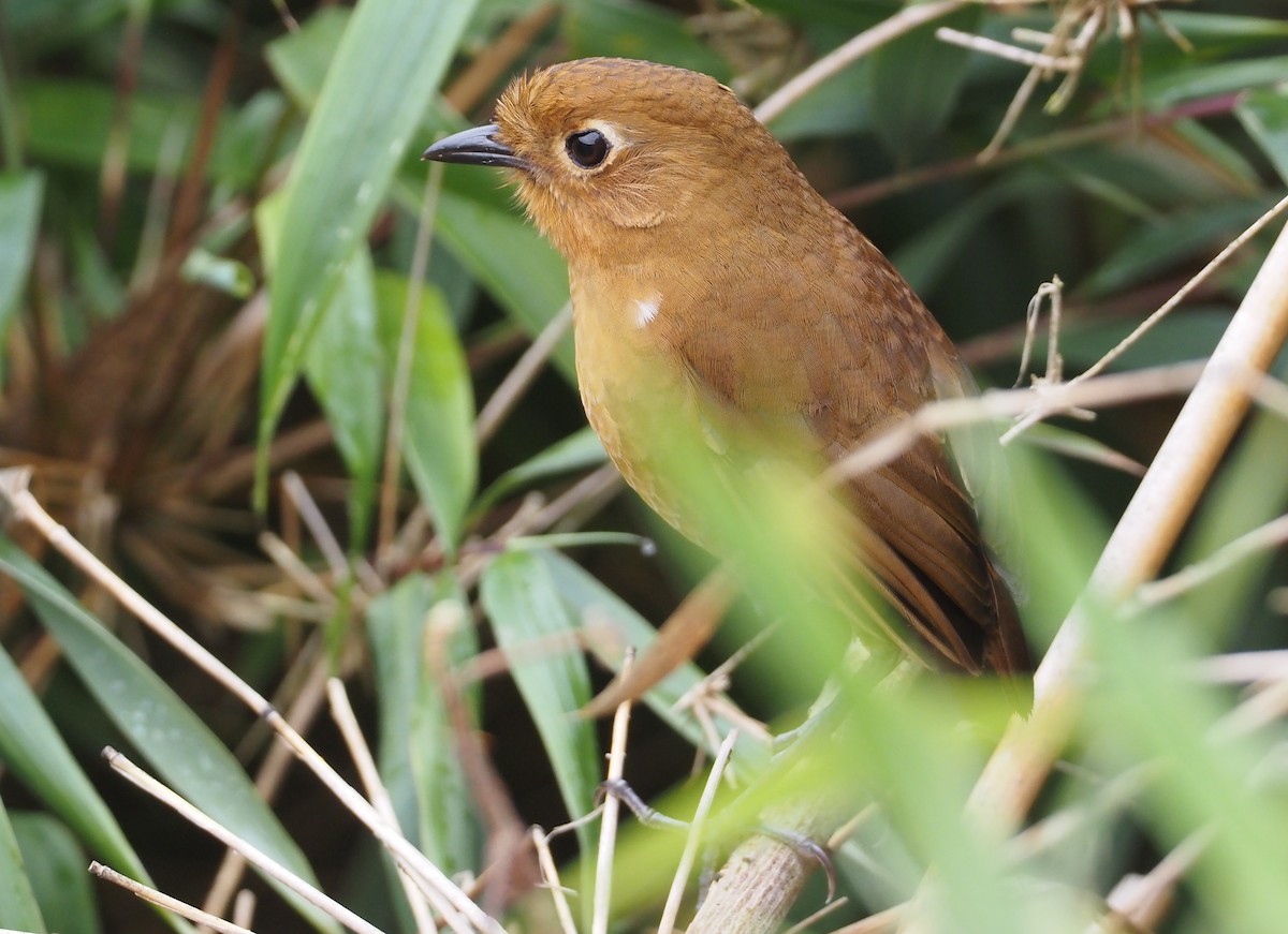 Panao Antpitta - ML612437638