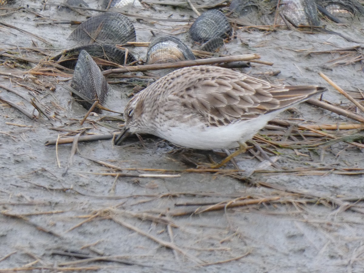 Least Sandpiper - ML612437651