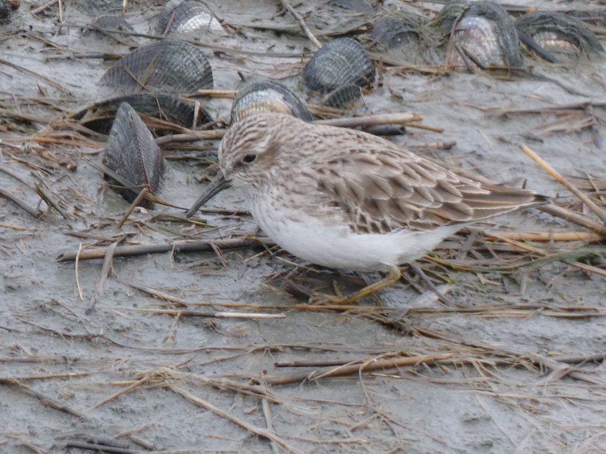 Least Sandpiper - ML612437660