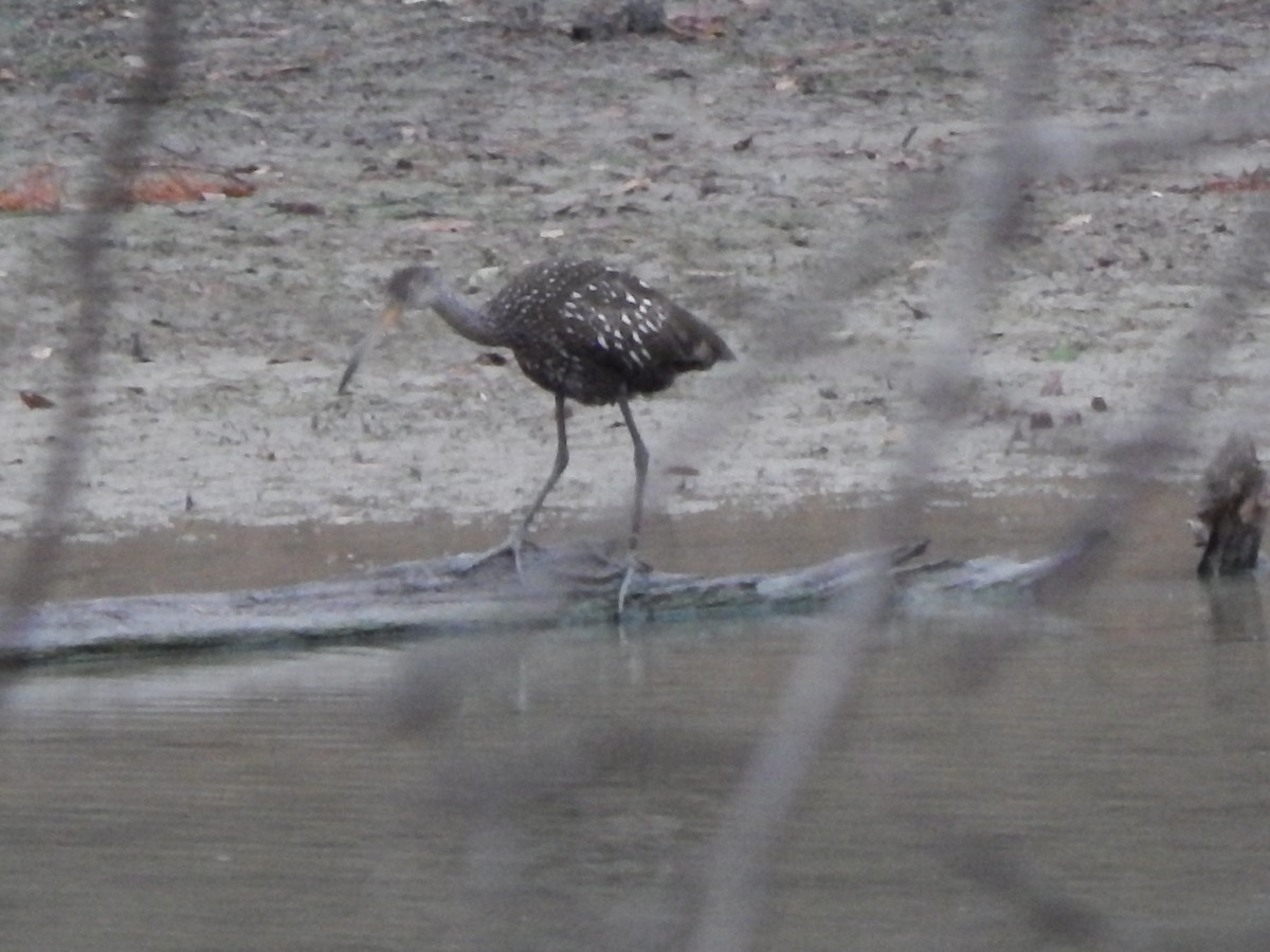 Limpkin - jonathan clark