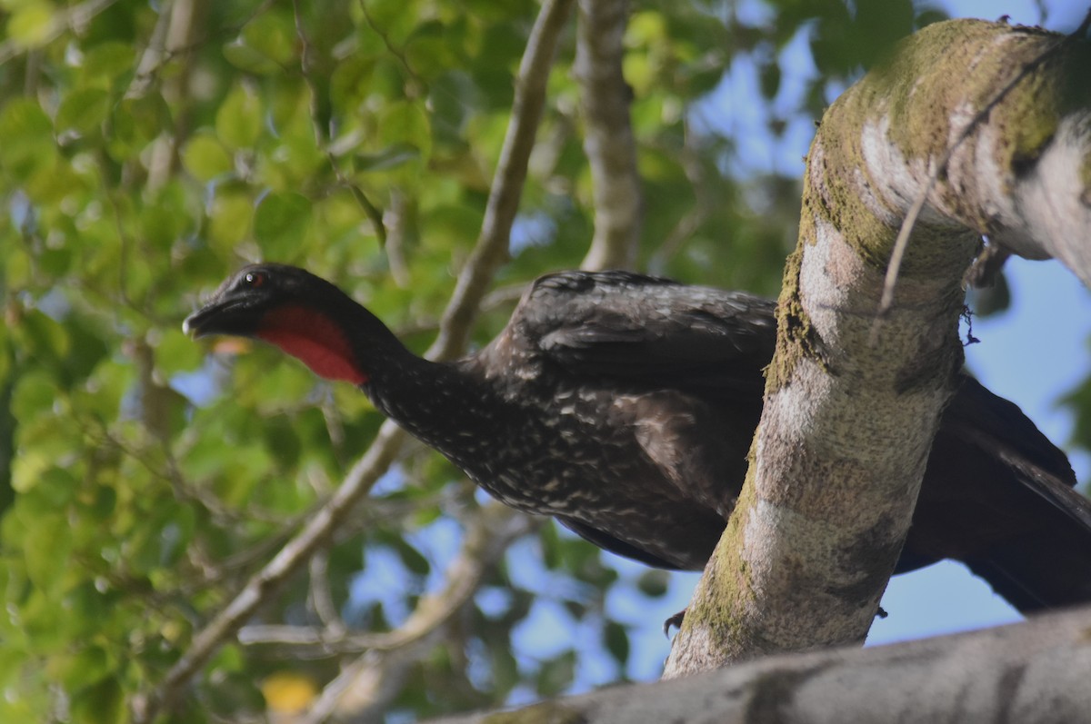 Crested Guan - ML612437793