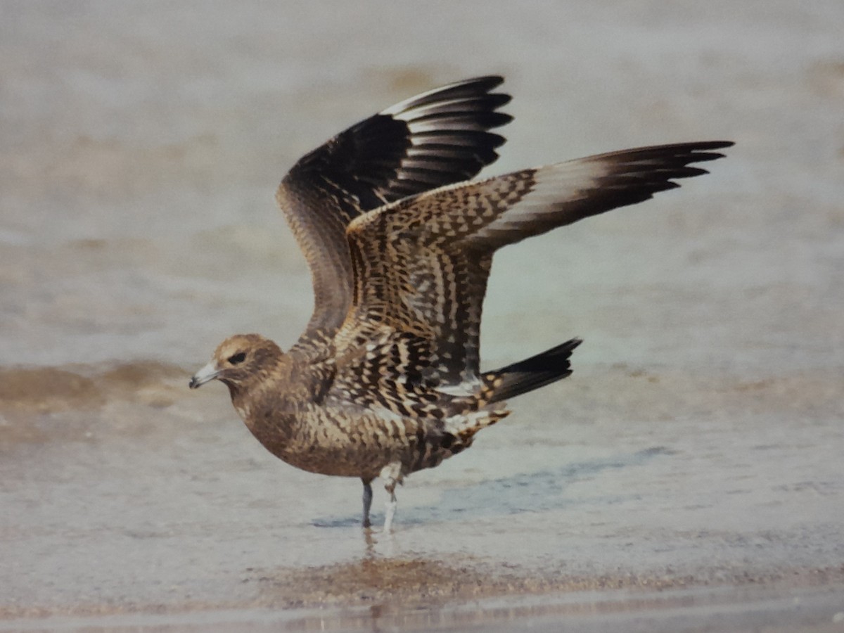 Parasitic Jaeger - ML612437828