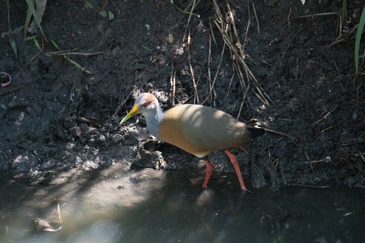 Russet-naped Wood-Rail - ML612437831