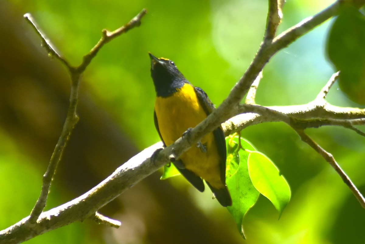 Spot-crowned Euphonia - ML612437833